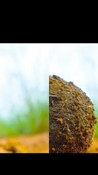 大自然深藏不露的搓澡工！牠們清泥垢除寄生蟲，手法太嫻熟！ #动物世界 #神奇动物 #纪录片 #微观世界 #蚂蚁