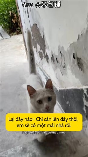 6.3K views · 344 reactions | Meo Meo #3031 - Em có nhà mới rồi #funnycat #cat #pet #mèocon #mèocute #mèotiktok #catsoftiktok | Ở đây có Meo meo | Facebook