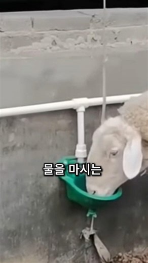 The fascinating methods of Japanese sheep farms