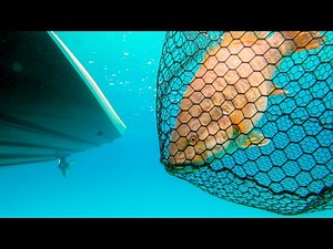 How To Catch Fish In Clear Water - Finesse And Power Fishing Tricks!