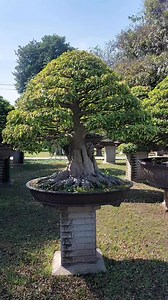 7.9K views · 493 reactions | Ficus subpisocarpa Gagnep | Bonsai in The World | Facebook