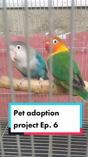 African Love Birds Pet Adoption Project Ep. 6