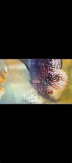 Ikan Louhan Bertelur / Lohan Fish Breeding ##fypyoutube #shortvideo #trending #news #usa #fypシ #old