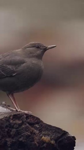 American dippers are North America's only truly aquatic songbird. They have a unique foraging style that involves diving under the surface of fast-flowing streams, and swimming along the riverbed to find food. 🌊 For most of the year they feed on aquatic insects, larvae, and the occasional small fish. 🐟 However, at this time of year, during the salmon run, they are treated to a delicacy, and that is...fresh salmon caviar! Head over to Discovery's Instagram stories to join Ryan Wilkes (IG: @itsr