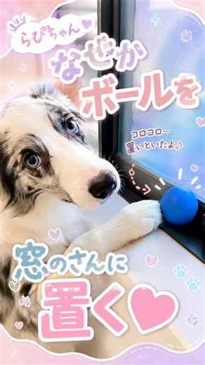 🇯🇵なぜそこに置くの？🤣 ボールを窓のさんへ♡🇺🇸 Why There?! 😂 Ball on the Window Sill! #ボーダーコリーらぴの日常 #bordercollie
