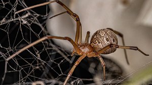 Cannibalistic Brown Widow Spider Will Eat Black Widow Species