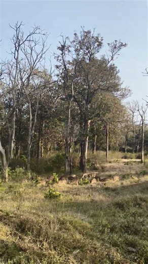 The Mystical Life of Deer and the Discovery of a White Deer#deer #nature