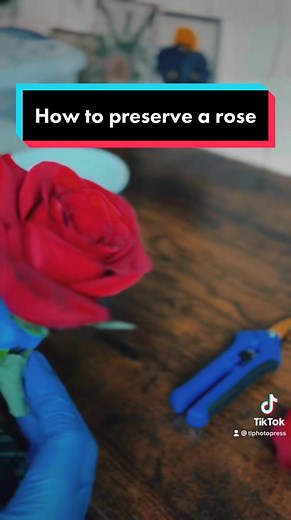 How to Preserve a Rose with Silica Gel