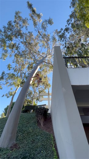 171K views · 1.8K reactions | Jump to the tree! I should be okay right? #parkour #movement #treeslide | Mathieu Jang | Facebook