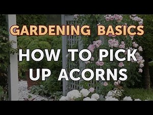 How to Pick Up Acorns