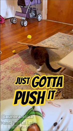 Watch This Cat Learn a New Trick