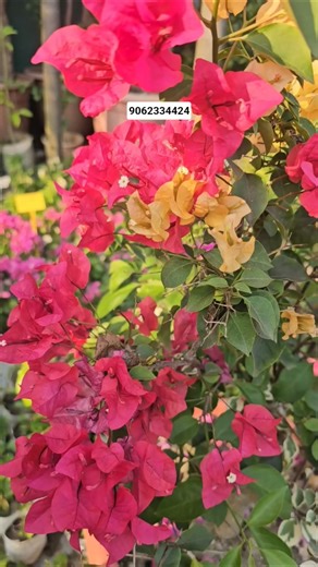 All India Wholesale Supplier Bougainville Plants | Best Price for Resellers | Horticultureking