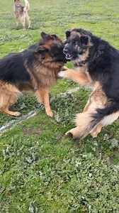 Playful Pups - Dog Walking and Holiday Care on Reels