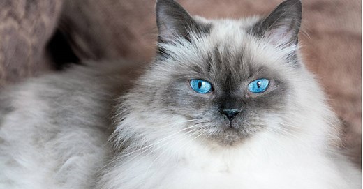 Himalayan Cat Lifespan: How Long Do Himalayans Live?