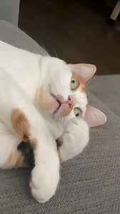 He is launching into hyperspeed 😂 | Cats Videos