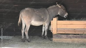 Adult donkey eating hay in a barn
