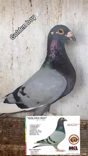 Golden boy @Mcl loft @Barham🇸🇳 @NDOURENE élite Pigeons loft🕊️ @Matar Diop Avenir loft ❤️🕊️🦋 @Biraxelcom Loft @Dresseur de moutons
