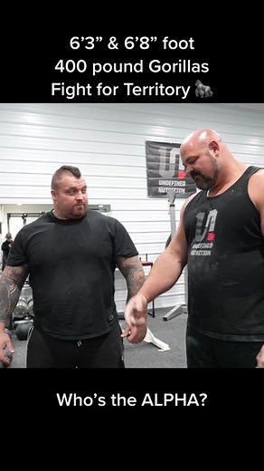 Who’s the Alpha??? Gorilla vs Gorilla | 400lbs vs 400lbs #Gorilla #Territory #Alpha #Strong #Gym #worldsstrongestman #testosterone Big love The Beast