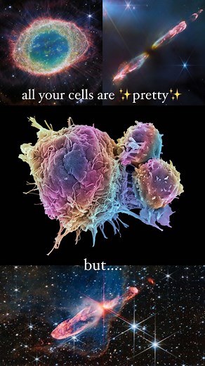 Samantha Yammine, PhD on Instagram: "next time you look in the mirror, heed this microscopic reminder🪞 Had to adapt this photography trend for some microscopy photos to spread some good vibes through biology 🔬 Our cells aren’t actually these colours in our bodies, but we often use techniques to colour cells in our research to identify or see different features of cells. And sometimes just to make science art! Cells shown: ☀️ Coloured standard electron micrograph of a natural killer cell, a typ