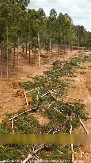 Powerful machine for clearing the forest