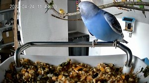 Watch Bird Feeder with Camera on Amazon Live