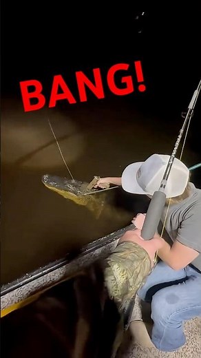 MASSIVE GATOR ATTACKS!