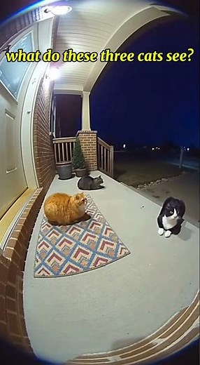 The Truth About Cat Vision: What Your Pet Experiences Daily
