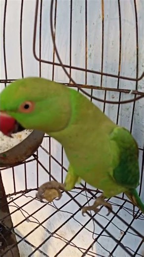 #parrot #parrotmeme #parrotlife #parrottalking #mitthu #mitthushorts #talkingparot #tota #parrotlove