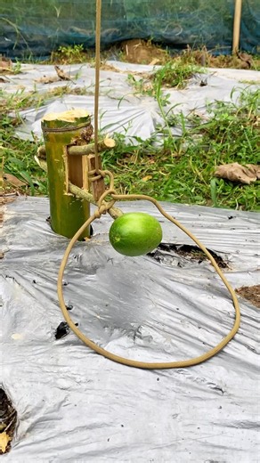 a unique trap made from a tree branch with two baits #adventure