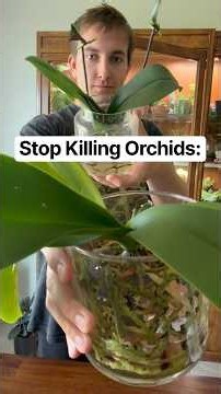 How to grow your Orchids in water (The easiest growing method)