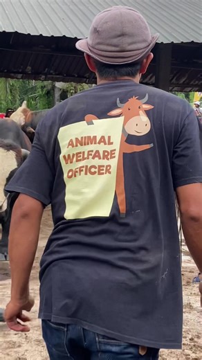 Kontes Sapi: Perbandingan Berat Biko dan Sapi Lainnya