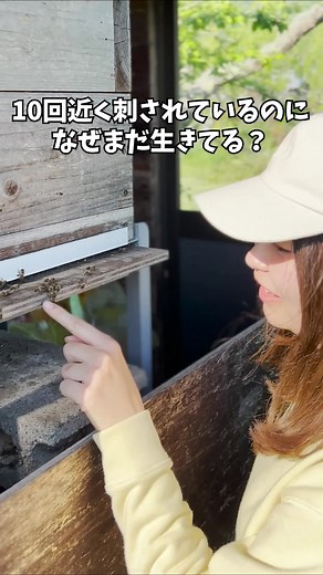 10回近く刺されているのになぜまだ生きてる？ #ニホンミツバチ #養蜂家 #週末養蜂