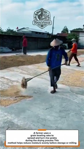 Rice Drying Process! A Simple Rake Tool That Improves Post-Harvest Grain Quality