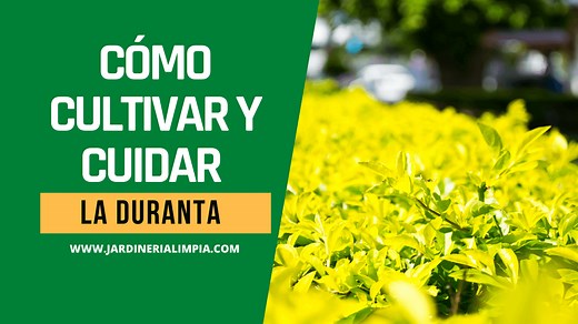 Duranta ¿cómo cultivarla y mantenerla? - Jardineria Limpia