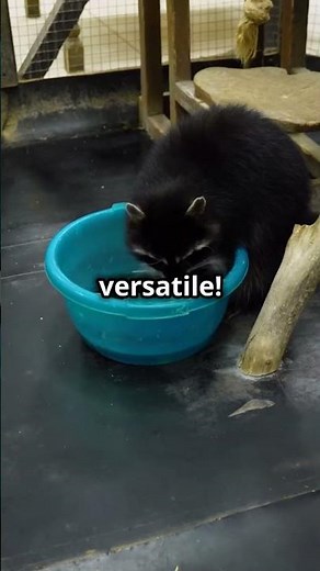 "🦡 10 Fascinating Facts About Raccoons You Didn’t Know! 🌙" #facts #animals #naturelovers