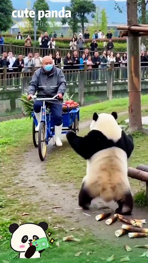 Cute panda video: adorable panda moments compilation