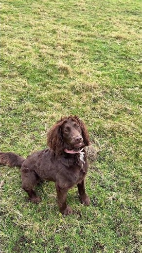 Walks worth moving for 🐾