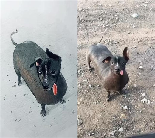 Coco in his happy place #coco #dog #perro #doglover #funny #animals #art #drawing #illustration #artist #artoftheday #artwork #cute #reel #disney #fyp | Jessi Nelson