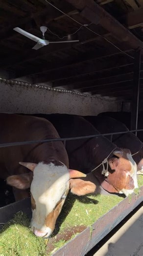 UYBOZOR | Profil sotiladi | Instagram