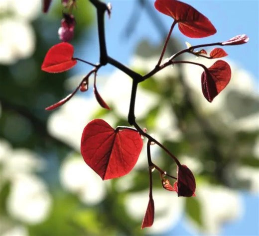 Forest Pansy Redbud Tree- 2025 Seeds - Etsy
