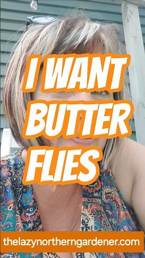How can I see butterflies in my yard?