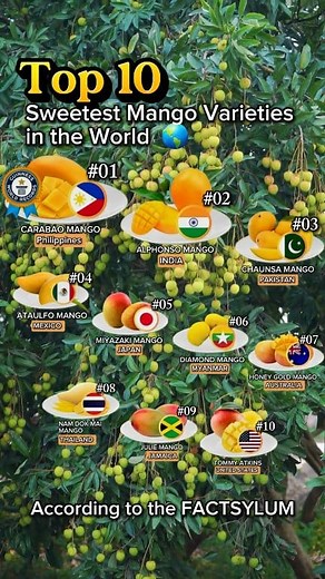 1.8K views | Top 10 Sweetest Mango 省 Varieties in the World ... #Philippines #carabaomango #india #alphonsomango #pakistan #ChaunsaMango #mexico #ataulfomango #japan #miyazakimango #Myanmar #DiamondMango #australia #honeygoldmango #thailand #NamdokmaiMango #jamaica #juliemango #usa #tommyatkinsmango #canadareels #usareels #mango | Mr. Renz Insight | Facebook