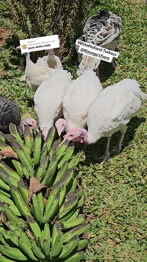 Replying to @cctv_security_systems Turkeys are beautiful ornamental birds that are usually kept for beauty purpose. Turkeys birds requires great care especially during the young stage of growth. Turkeys birds are of different breeds including white Holland, bronze and many others. Fertilized turkeys eggs takes 28days to hatch into chicks called poults. #turkeys #chicks #farmer #farm #chicken #kuku #farmlife #farming #poultry #poultryfarming #ornamental #birds #egg #fyp #fyppppppppppppppppppppppp
