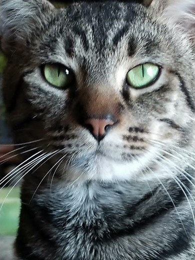 ❤️Meow meow. #cats #feline #pets
