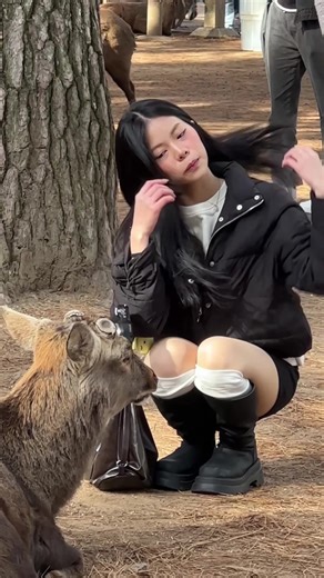 Petting Deer at Nara Park: A Unique Japan Experience