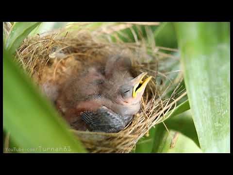 Baby Birds Screaming Meme