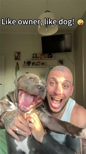 The ultimate funny dog compilation 🐕💨#funnydogvideos #dogfails#viralduet #funnydoggo