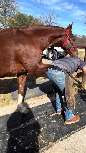 Farrier or fancy pedicure day?