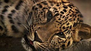 These Special Leopards Are Extremely Rare! Fewer Than 40 of Them Exist in the Entire World