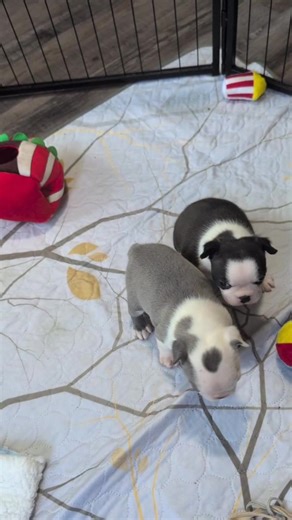 Canterbury Tails Boston Terriers on Reels